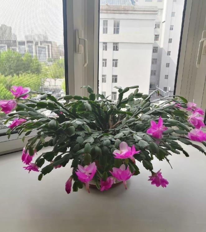 〔欣赏图片〕图中画面真漂亮。就是一盆蟹爪兰。据说用仙人掌🌵嫁接最佳。能开出五颜