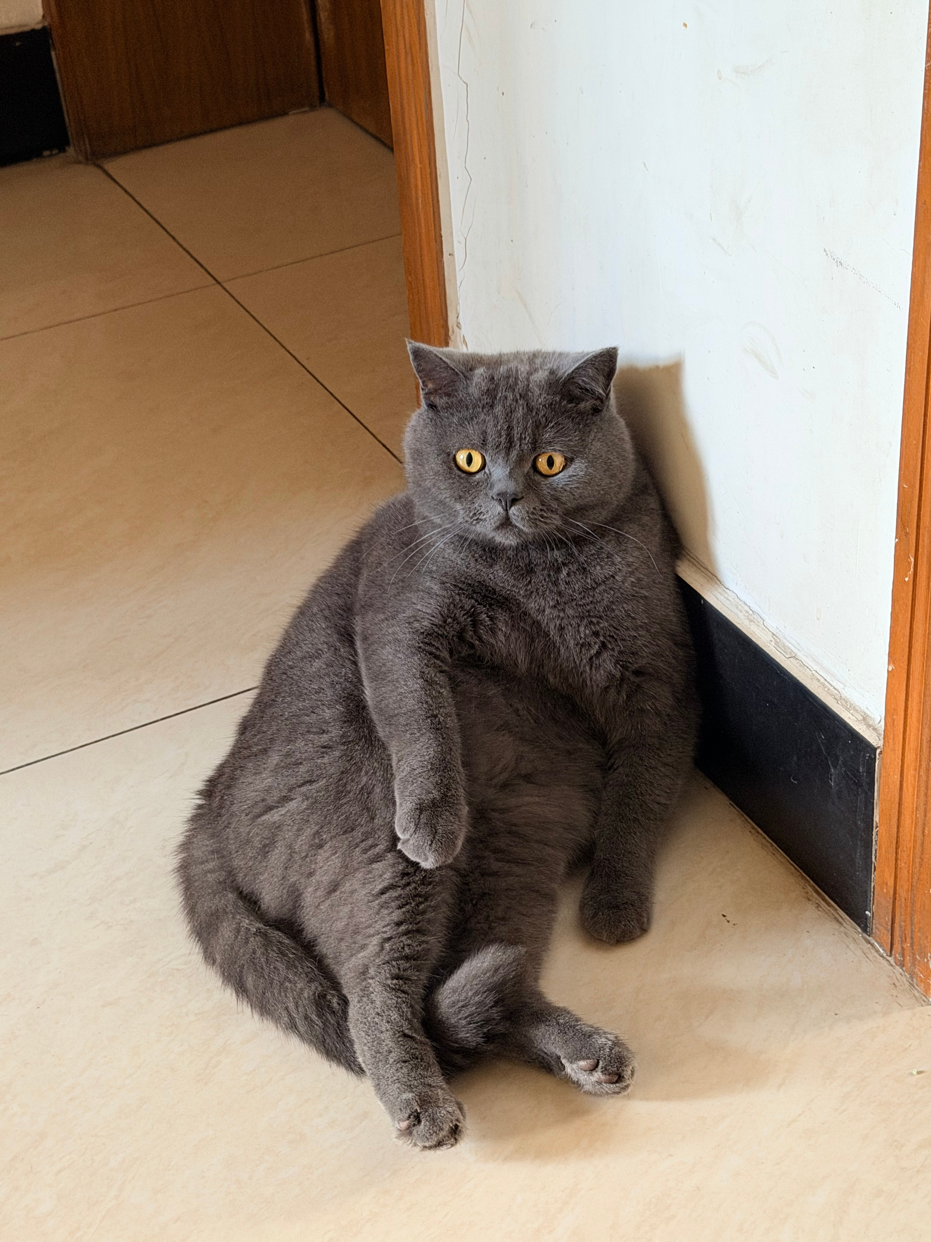 做只股市里的猫。没行情时，安心蛰伏，少频繁交易，耐心打底仓、稳住心态，静静蓄力，