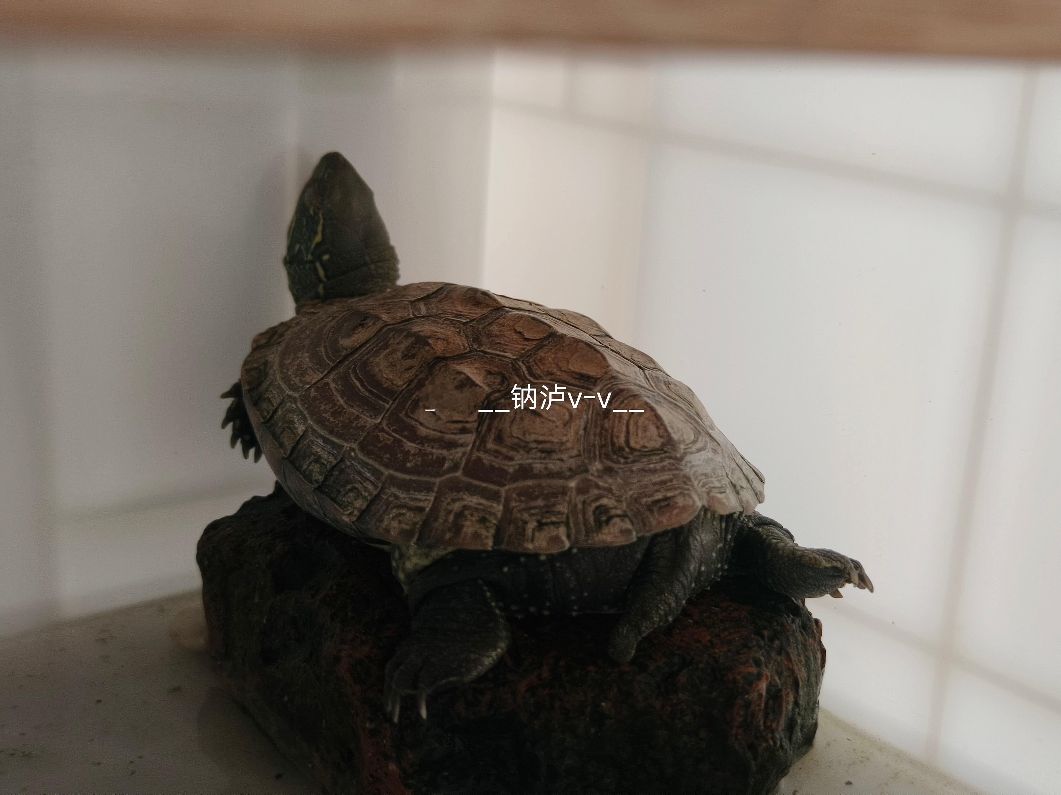 前几年可能温度高都没有冬眠，今年乌龟冬眠了。