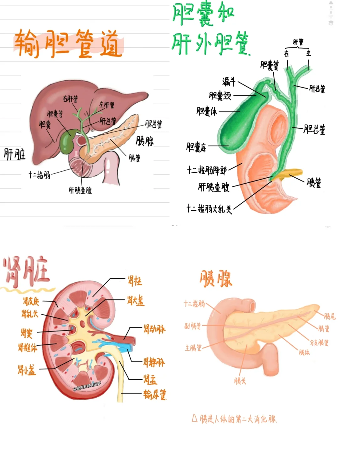 医学生绘画笔记~肝胆胰脾肾解剖