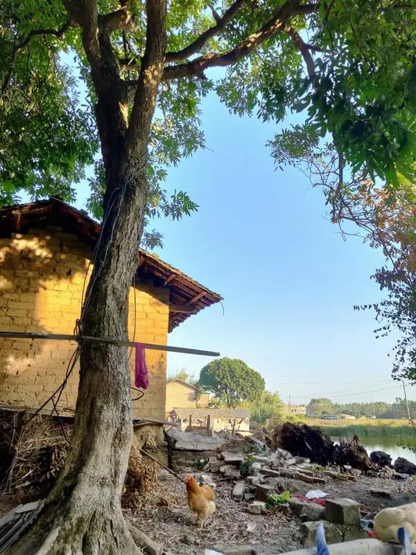 苦恼
怅目望畴长，不闻花送香。
挥镢纤指软，耕陌粉腮黄。
弟小难初学，爷衰在故乡