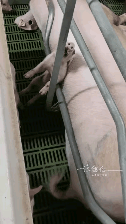 小猪崽子，快疼死了，可是大猪该躺着还是躺着，根本就不管这小猪崽子的死活，看着让人
