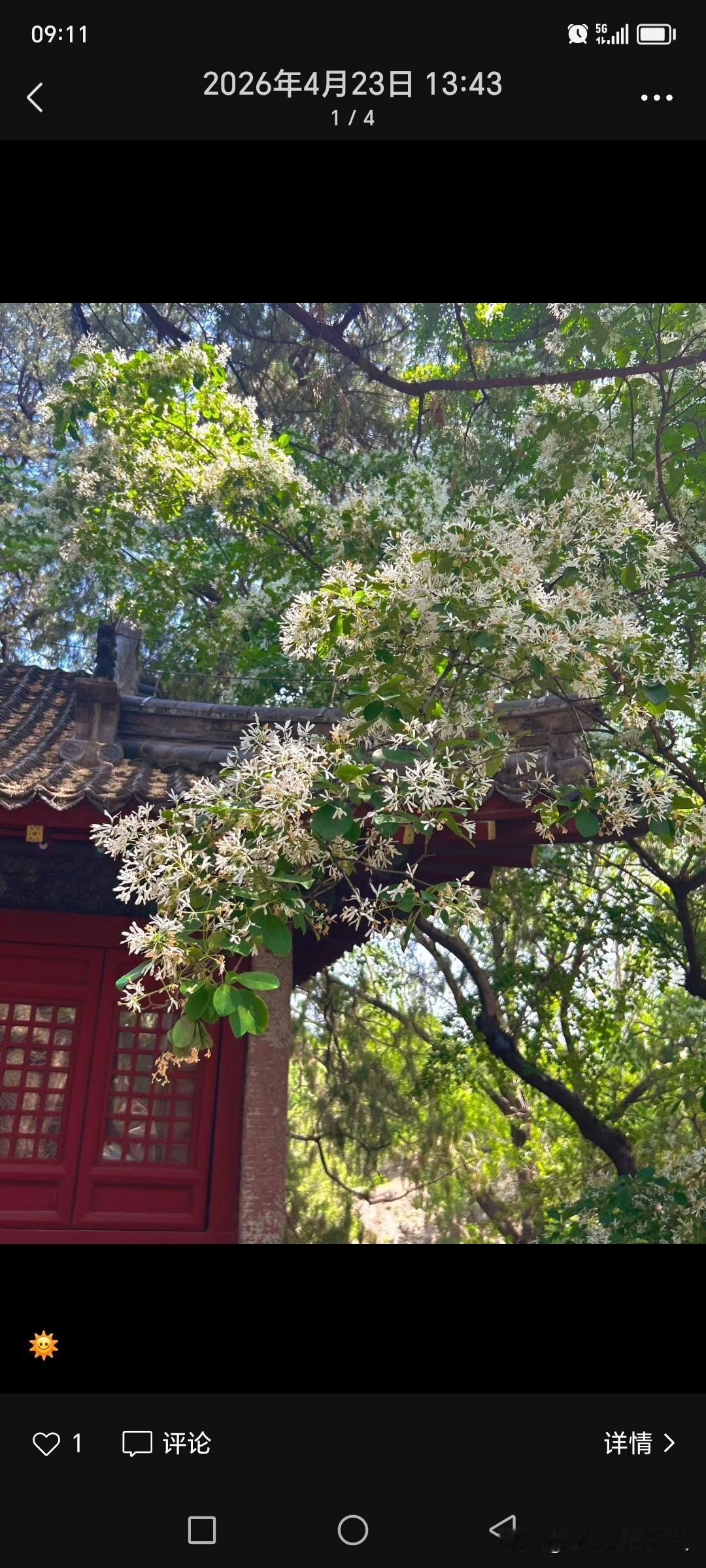 站在红墙灰瓦的古建前！

抬头撞见满树的流苏，整个人瞬间被温柔裹住了。
 
四月