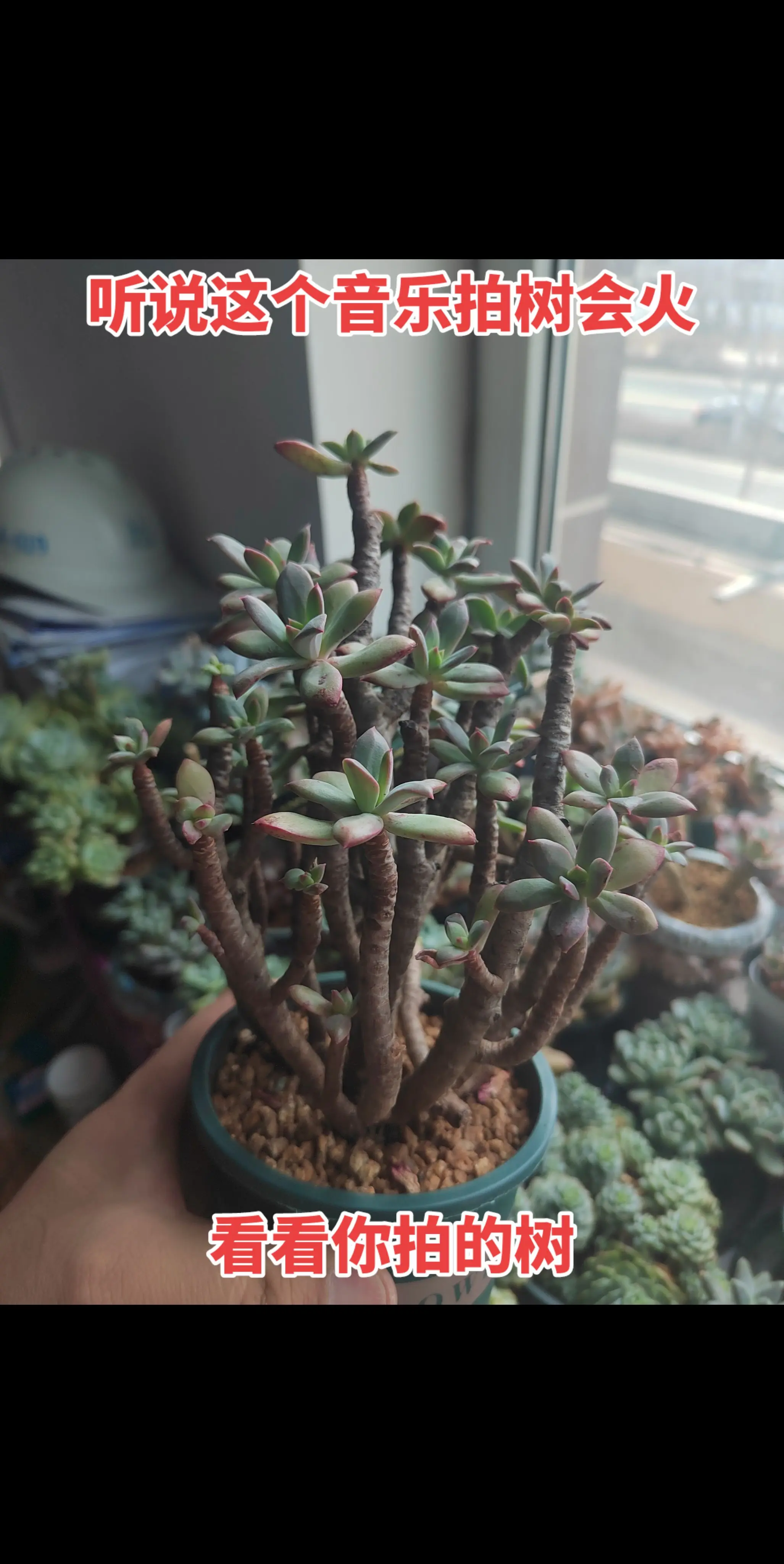 听说带这个音乐的树会