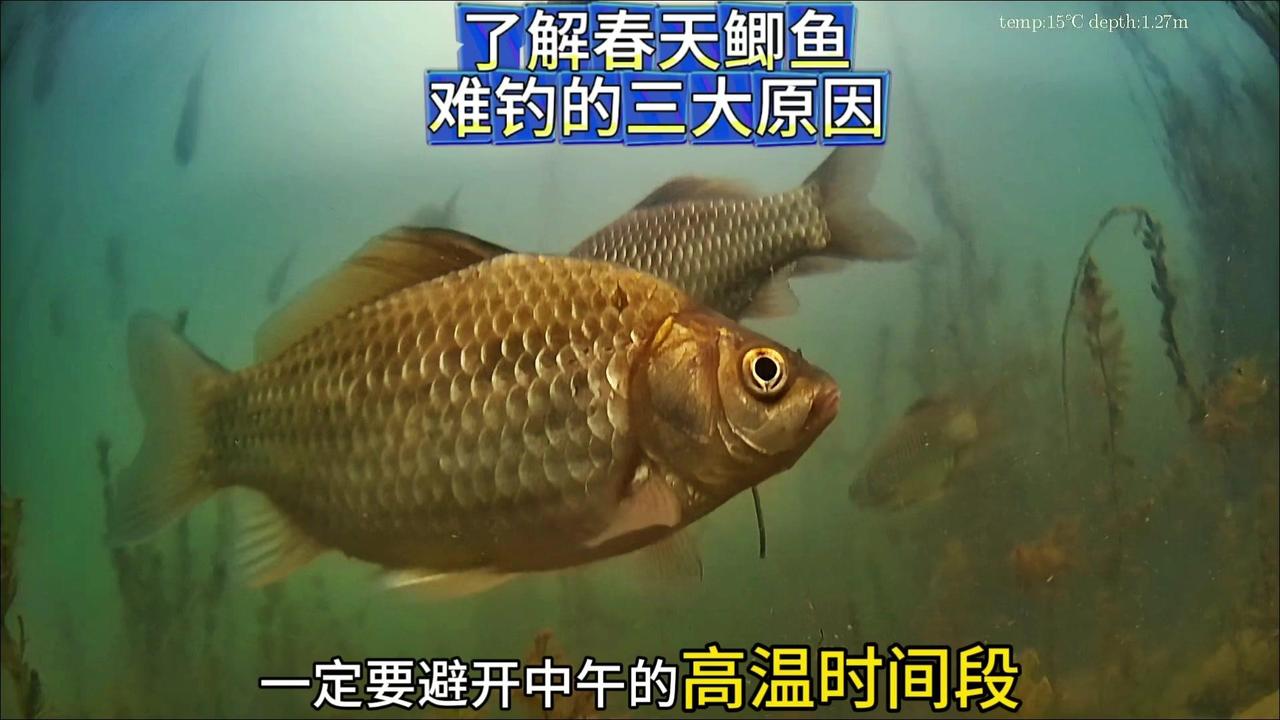🌟了解春钓鲫鱼的难题，才能钓鱼更轻松，爆护更容易。

1️⃣温差变化大：春天鱼