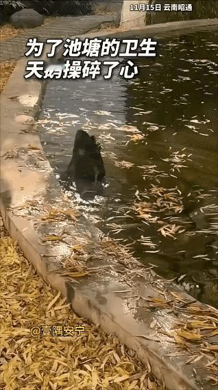 这是黑天鹅的行为令人称奇，它不停的把头伸入水下，把水底下的杂草捞出来放在水池边上