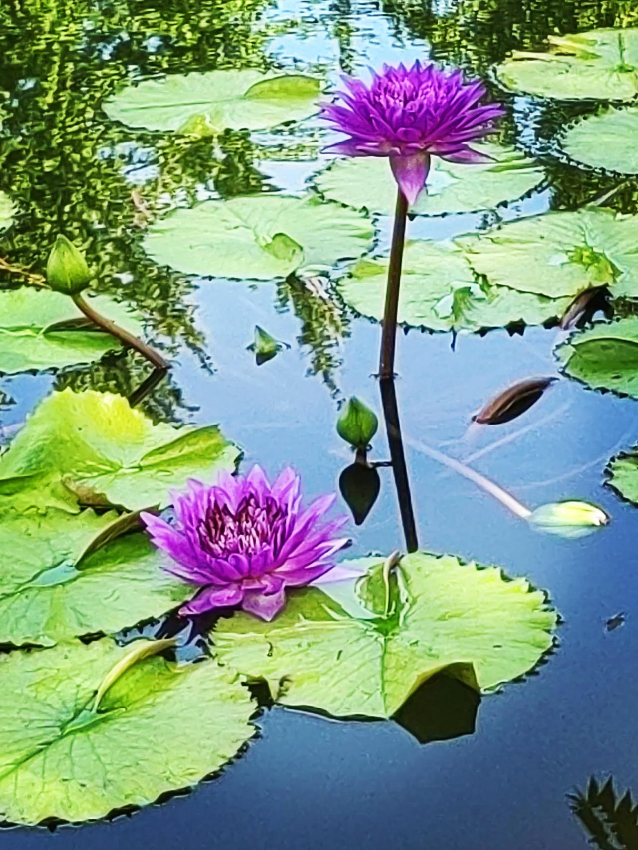 秋日生活打卡季 #随手拍睡莲# 