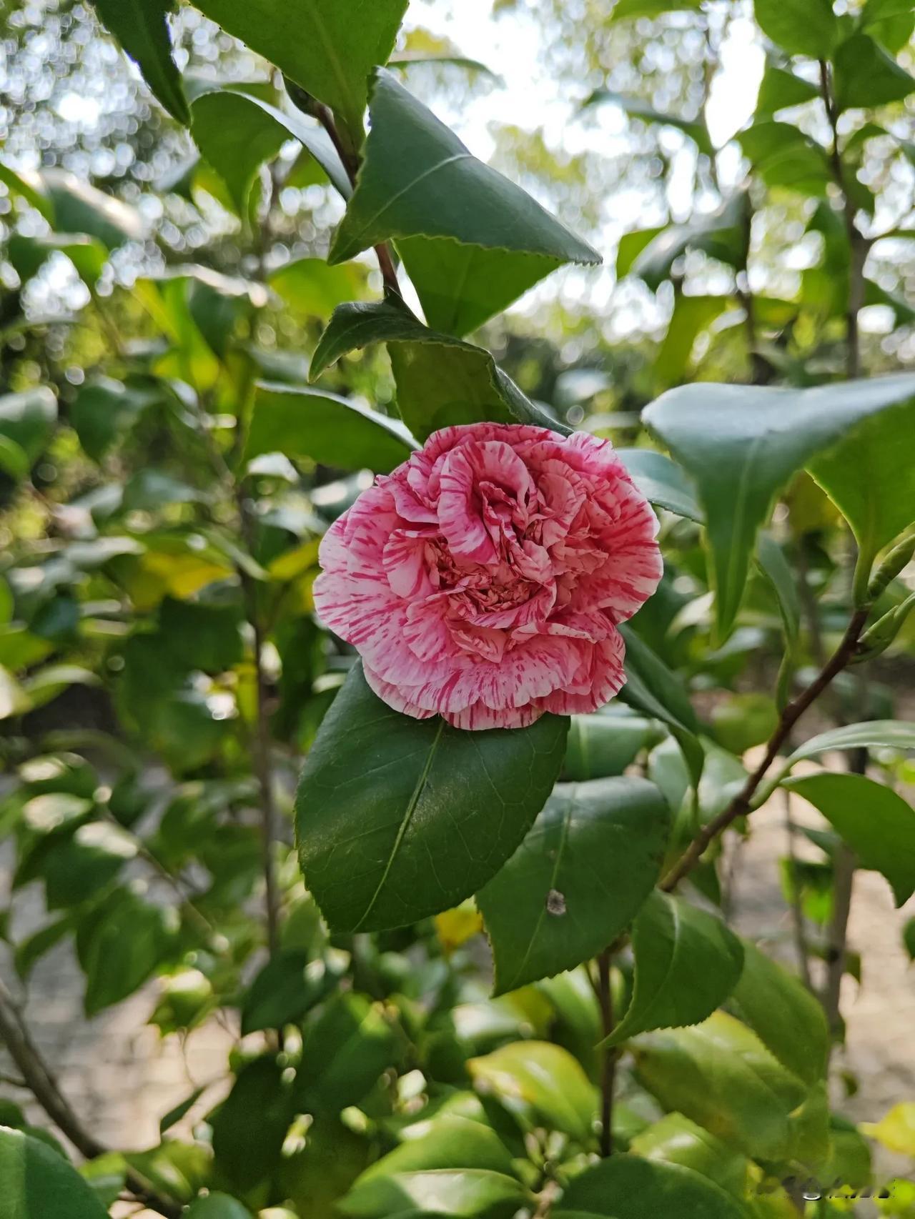 五彩缤纷的茶花，给平凡的生活增添一抹色彩与欢乐！