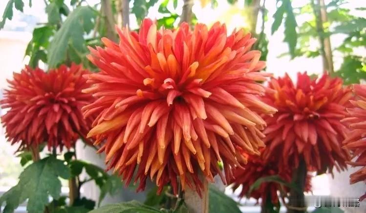 不是花中偏爱菊，
此花开尽更无花。
——元稹《菊花》