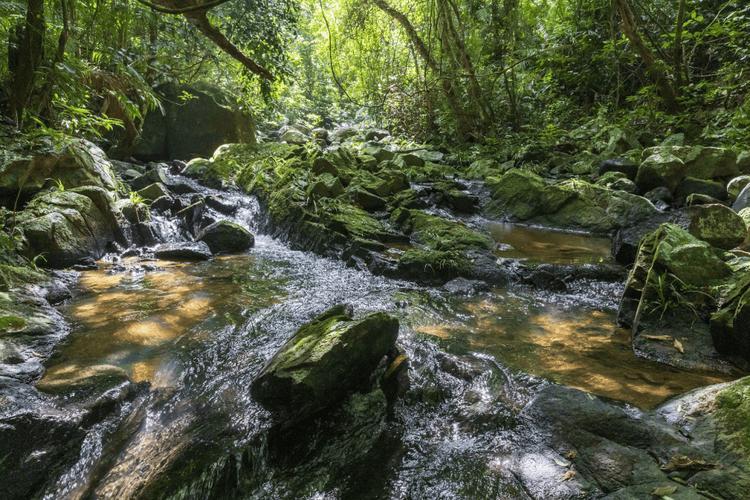 提起热带雨林，多数人第一印象就是神秘莫测，坊间流传着各种离奇传说：湖面有人轻功水