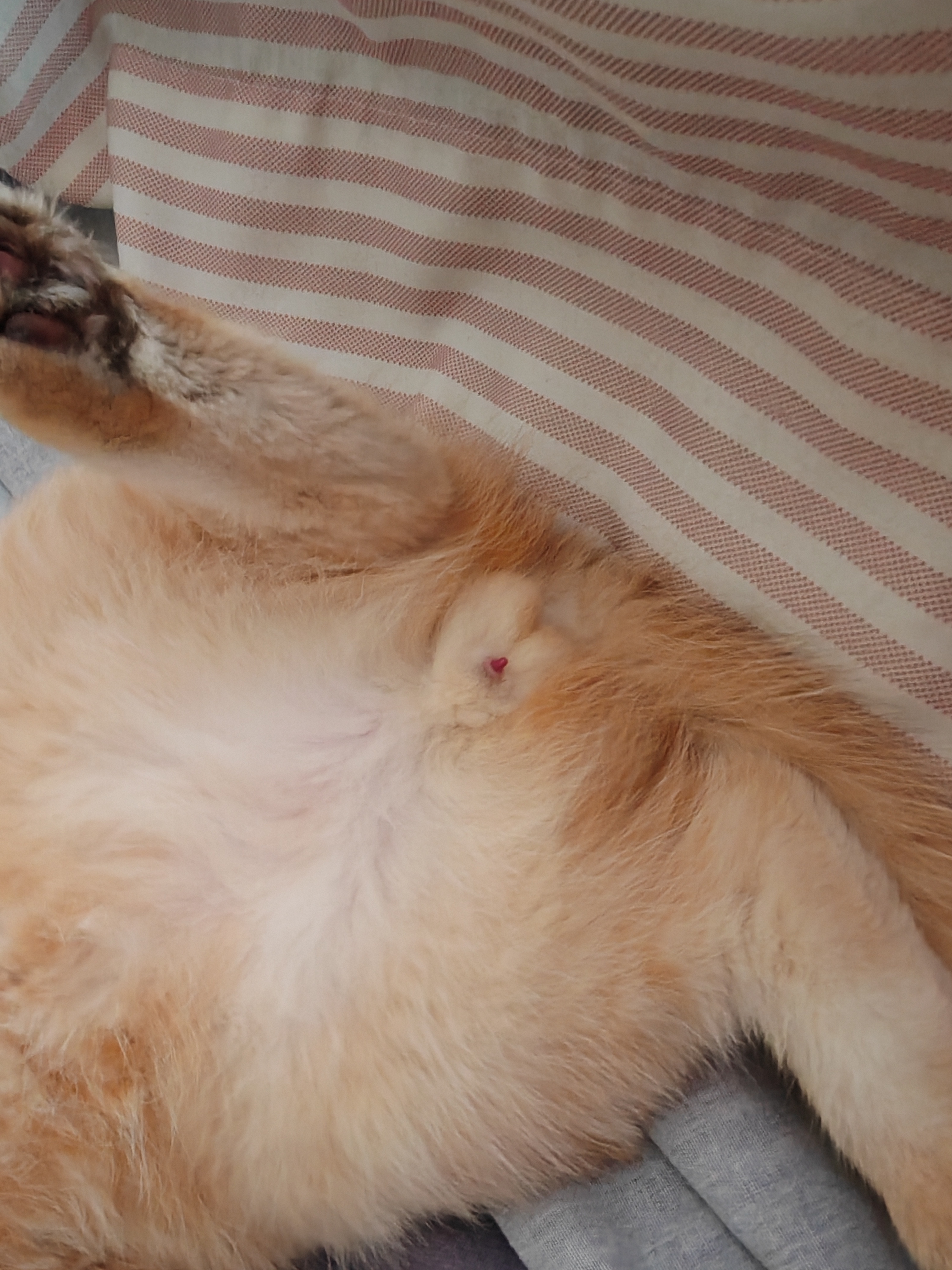 七个多月大的元宝橘猫养猫金渐层