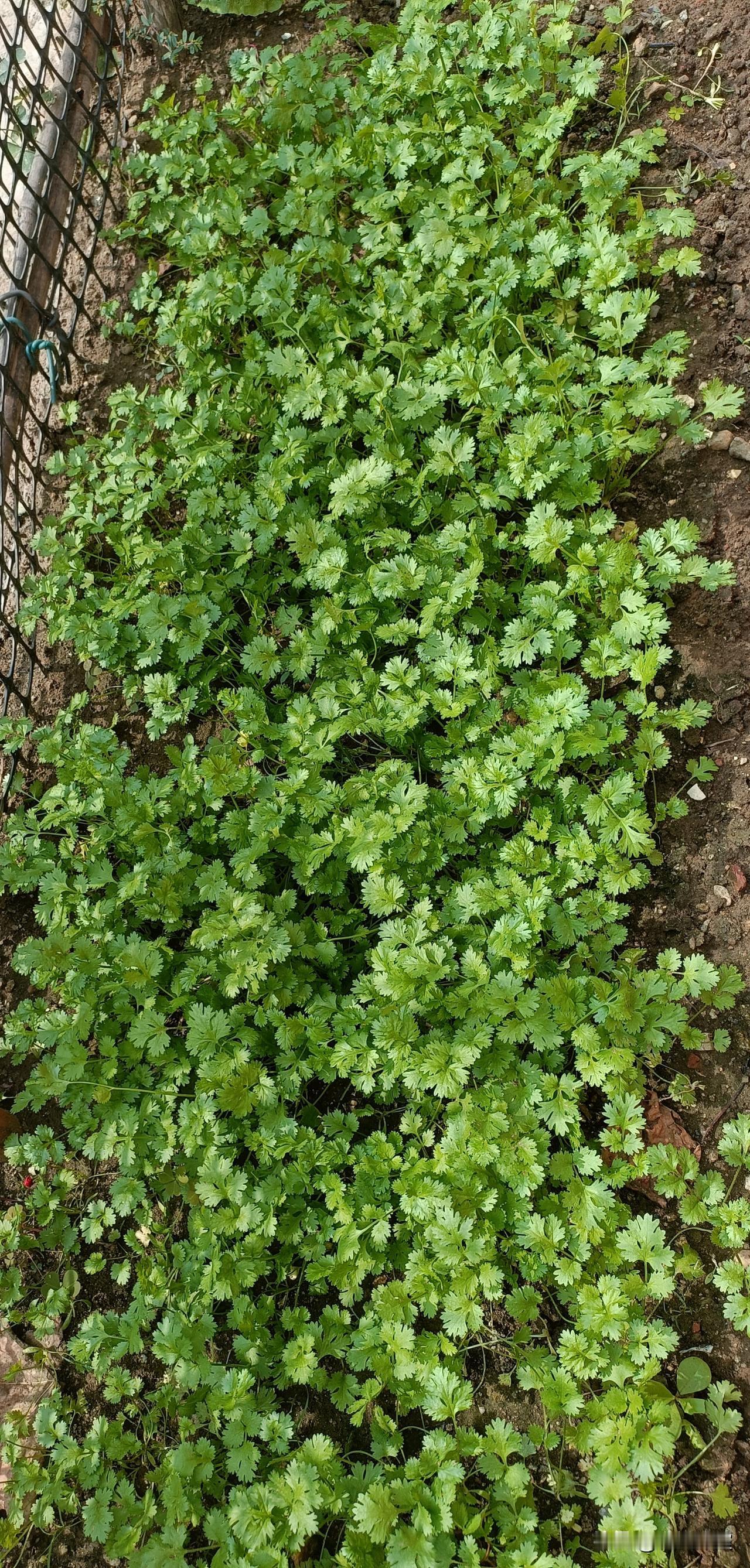 每逢周末，我感觉都会很累。今天干了一天的活，把门口的香菜收了，大葱收了，花草冲洗