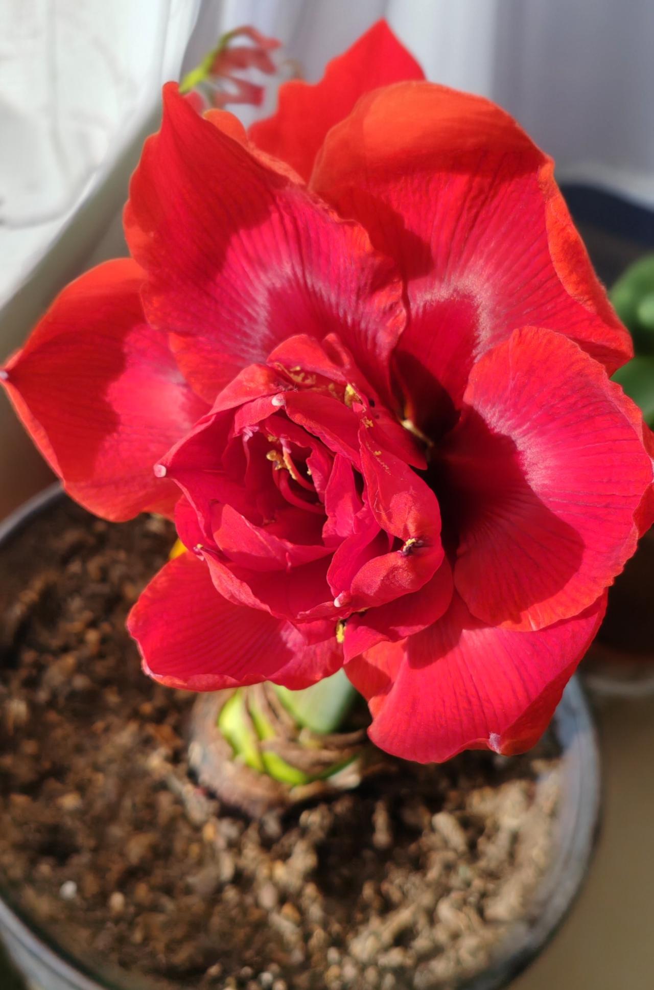 今天是新年上班第一天，是老伴儿上课的最后一天 明天开始期末考试了…

中午嗮饭时