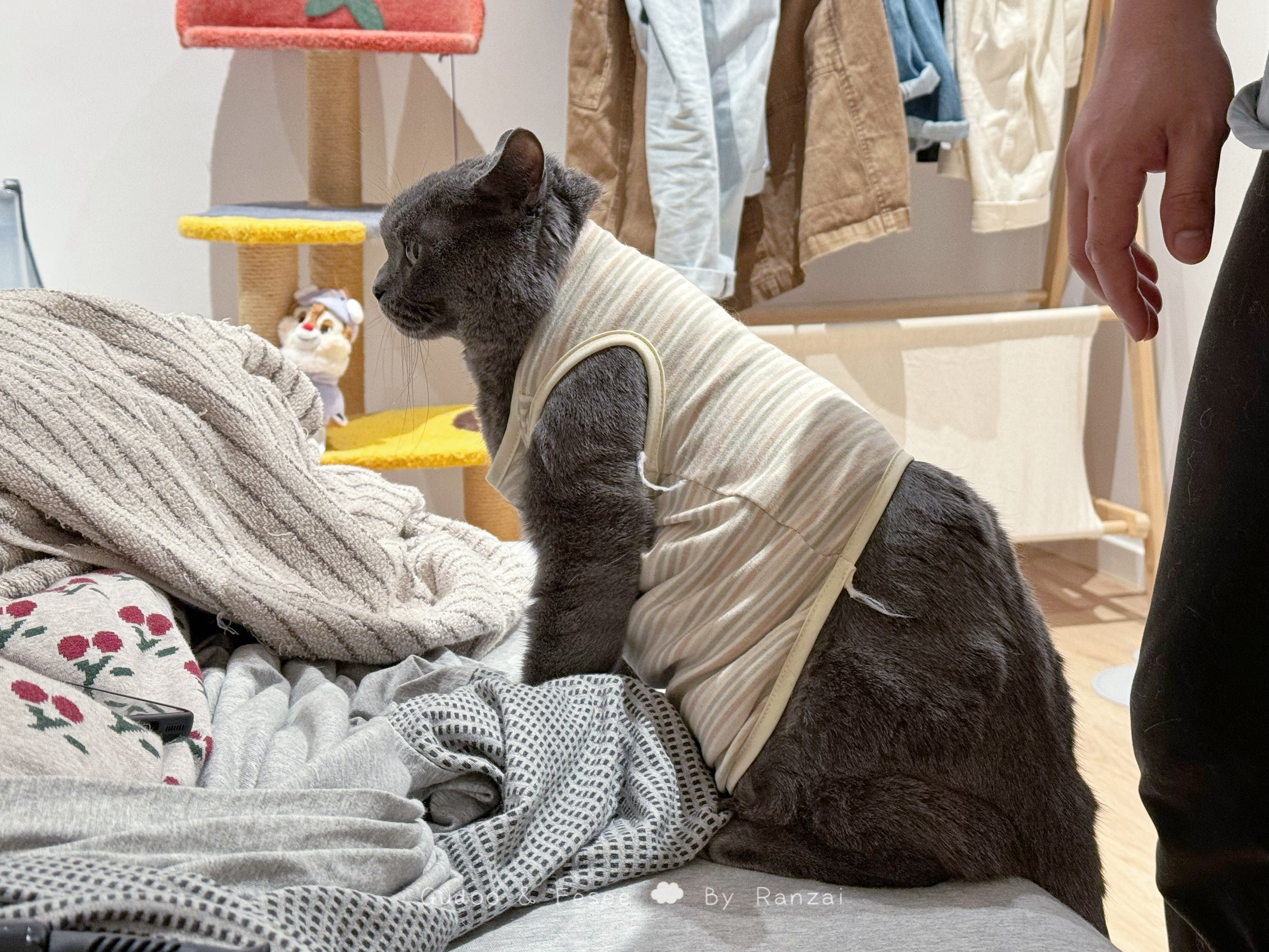 拔，这衣服勒小猫脖子！[顶]#菇冬怎么肥四[超话]##铲屎官的假期# ​​​