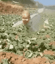 晚上路过时，吓得我扎沟了，早上一看是这玩意[捂脸]