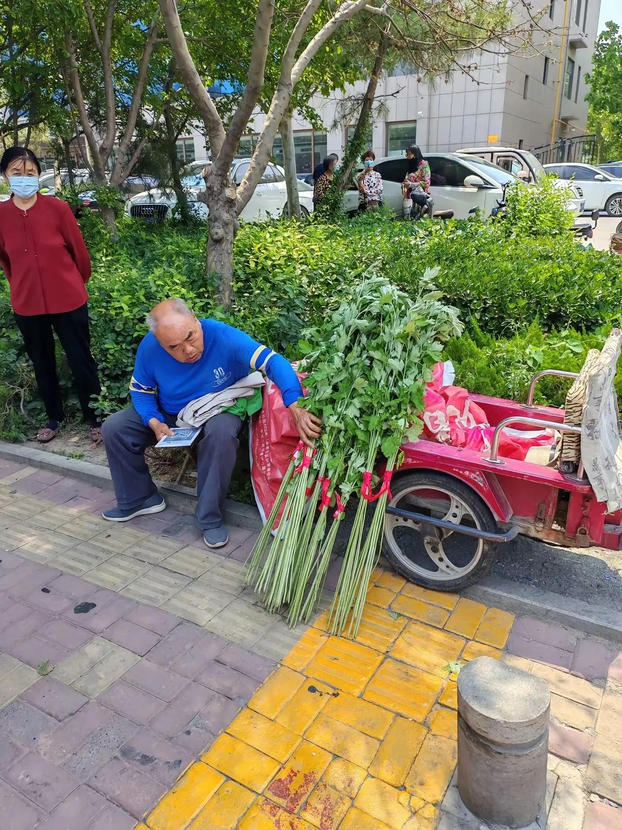 快到端午了，大爷每天在小区门口卖艾草，这捆成把的艾草看着真好，高大新鲜，两元一把
