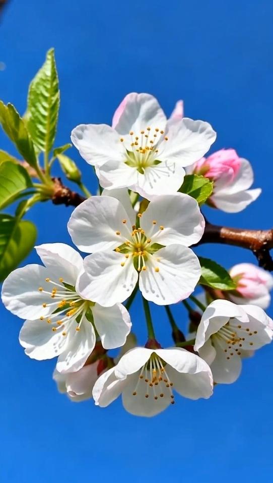 春有约，花不误。白海棠缀满晴空，每一朵都是春天写给人间的信。在繁花里与温柔撞个满