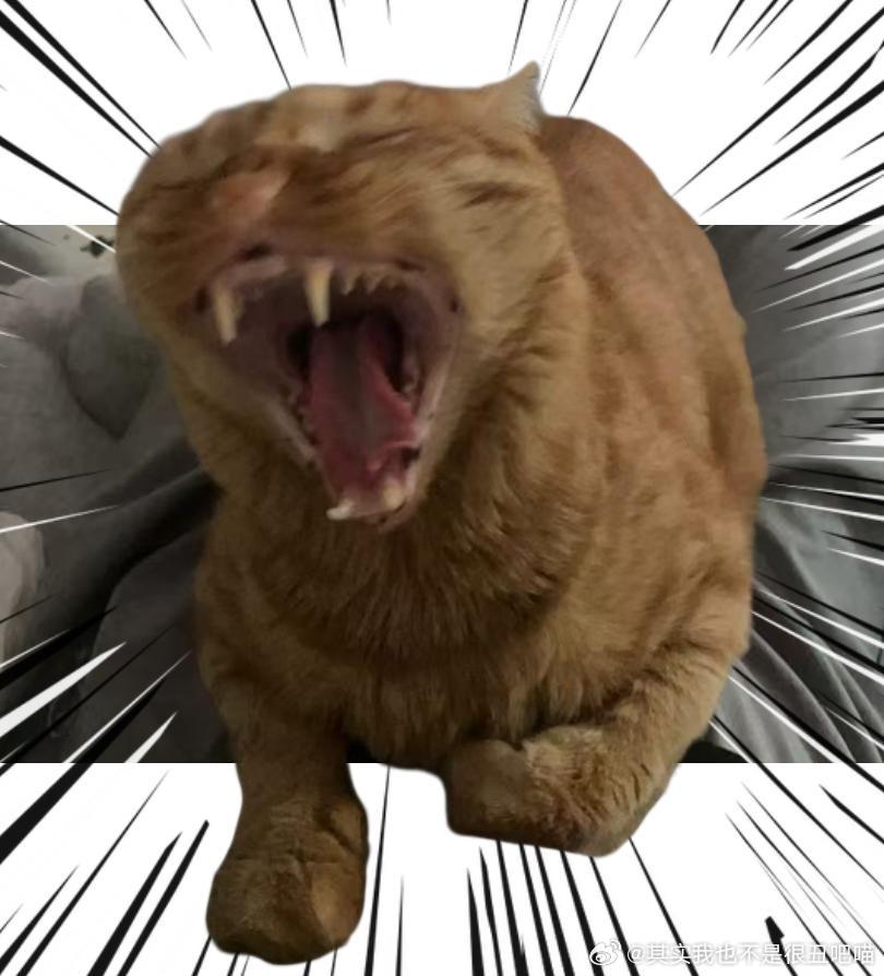 49895【丑猫】一口撕碎你的内裤 