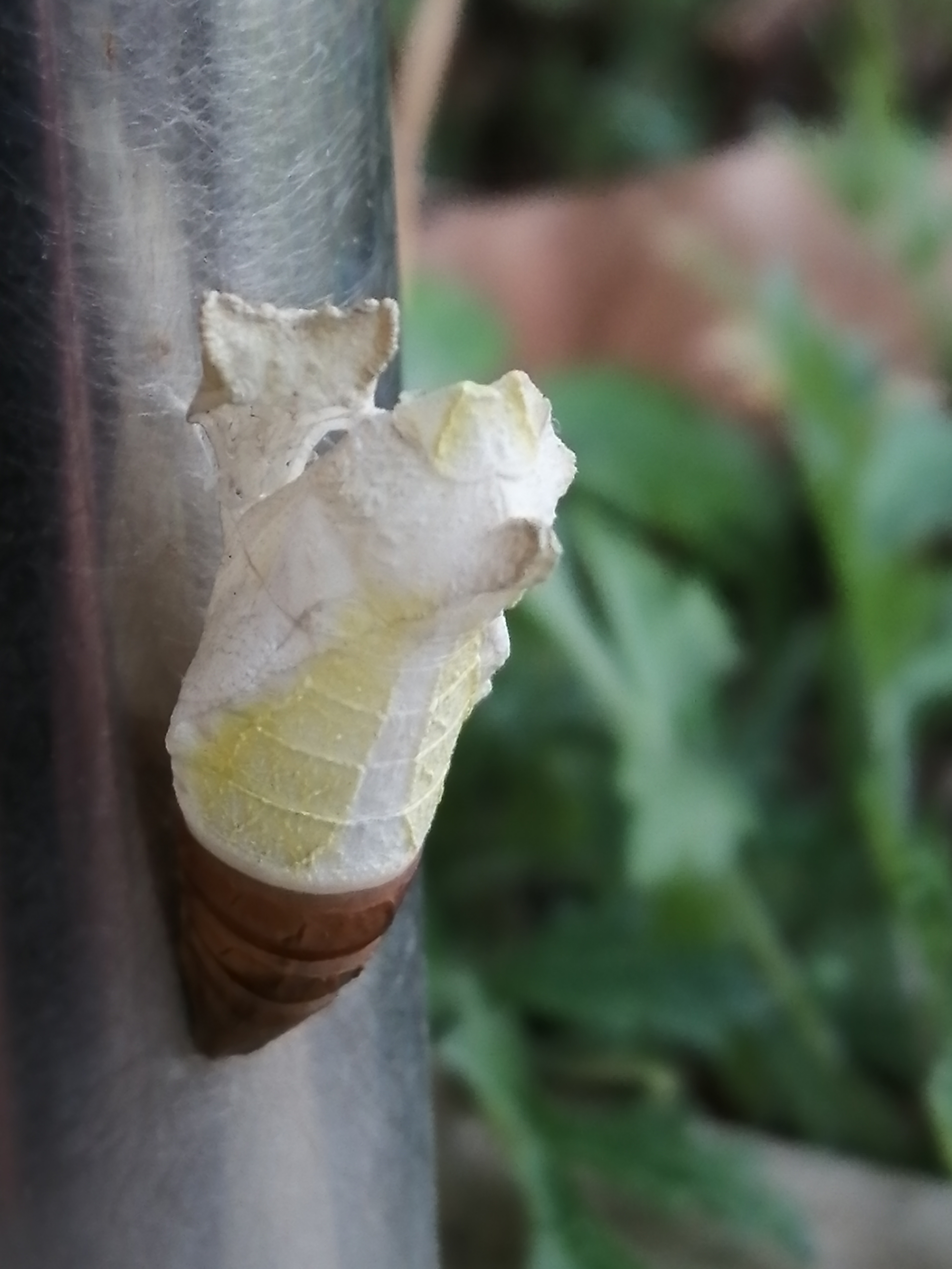 生活手记十分意外，无比惊讶，这是什么飞行动物脱变留下的？ 