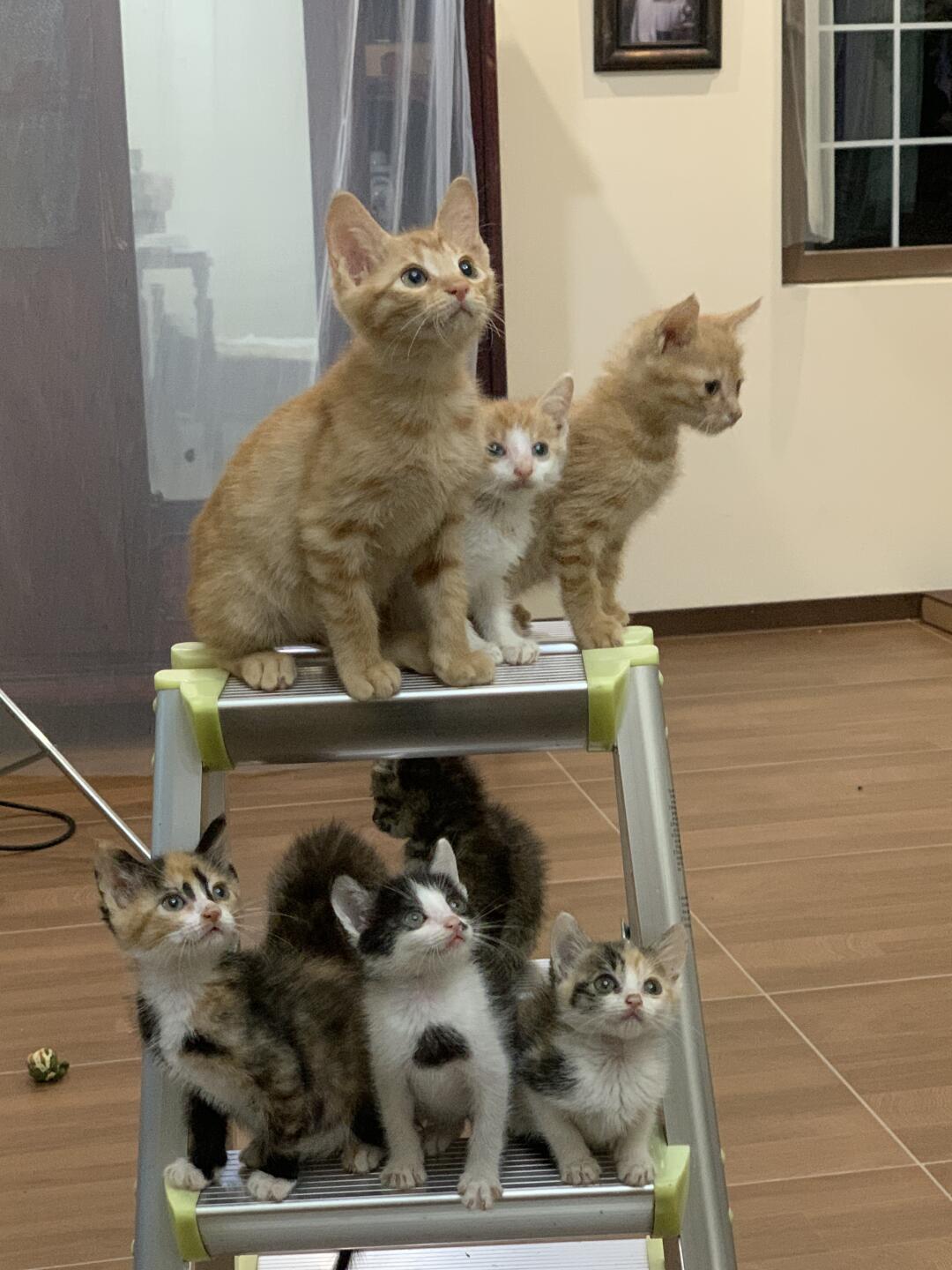 主业摄影 副业给流浪猫找领养