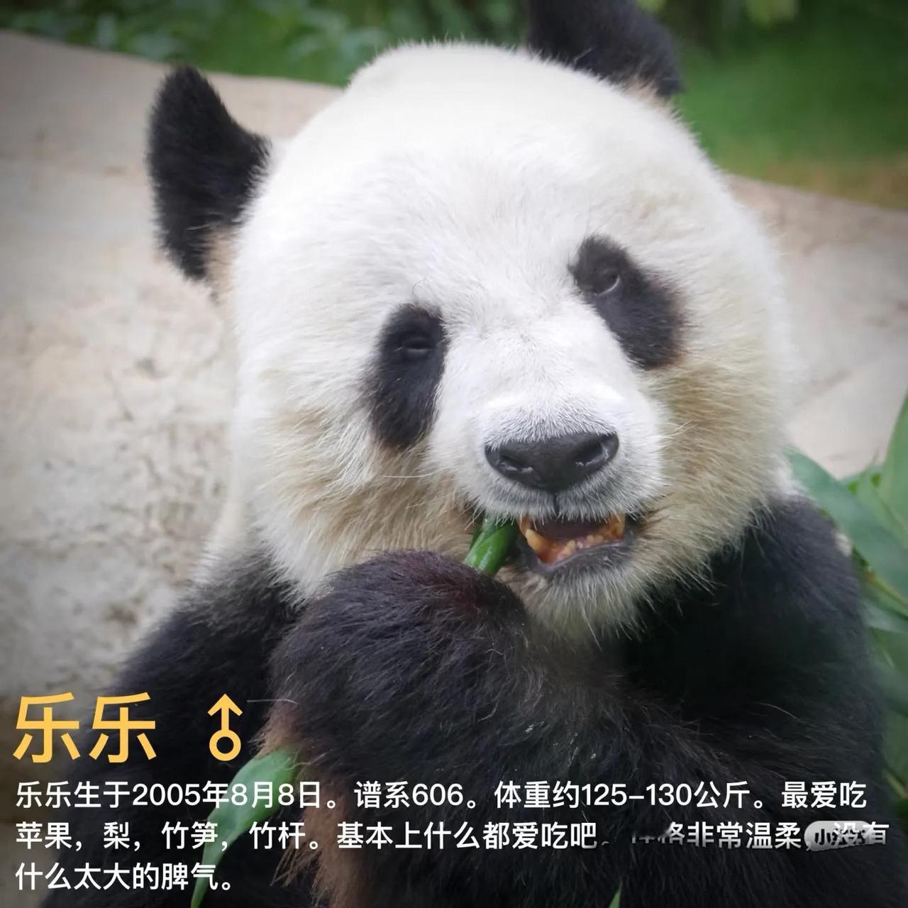 这只大熊猫也叫乐乐🐼
很早前因为安安，35岁的长寿大熊猫而关注了卷毛奶爸，自带