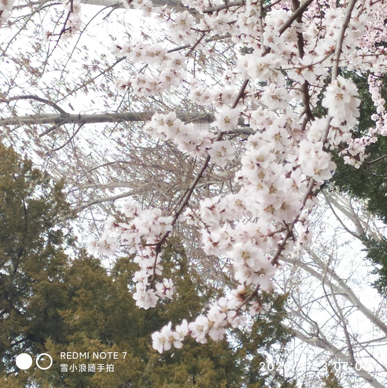 出句：风让花开还踹落（雪浪）