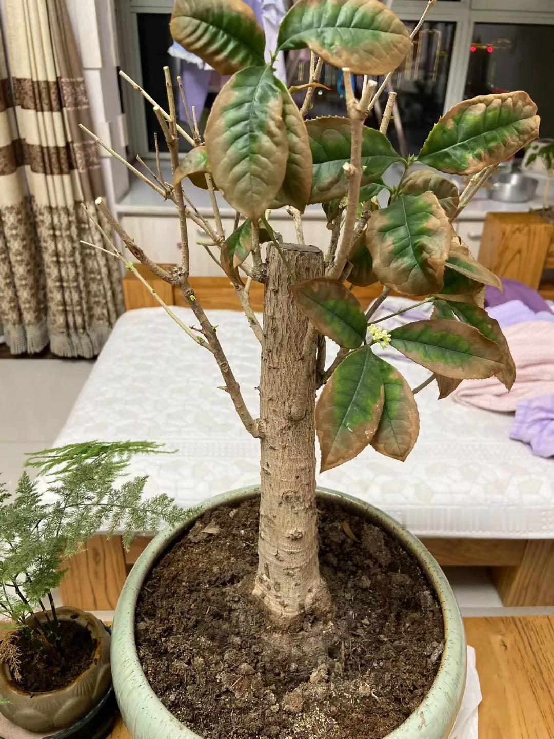 今年这棵桂花树就只开了一朵花，不知道什么原因，把桂花树养成了这个样子。
这朵花，