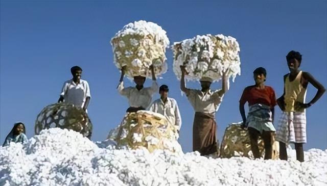 印度对中国玩“鬼把戏”？将棉花低价卖给中国，再高价买回去，印度的这一操作简直太神