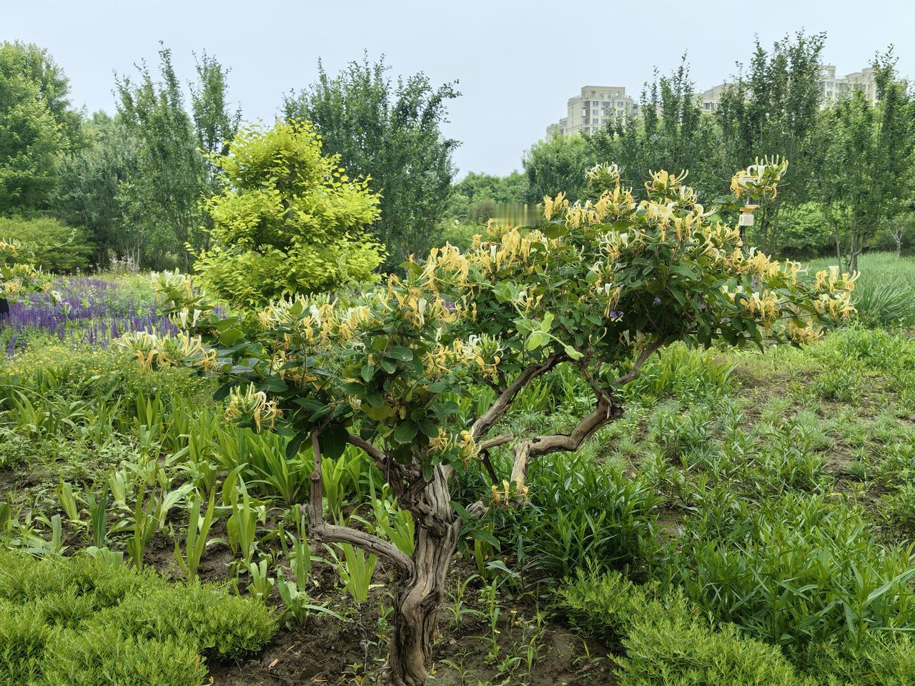 金银藤花迎宾客，宾客到访阅景园。
这张金银藤花朵簇拥在一起，充满了生机与活力，就