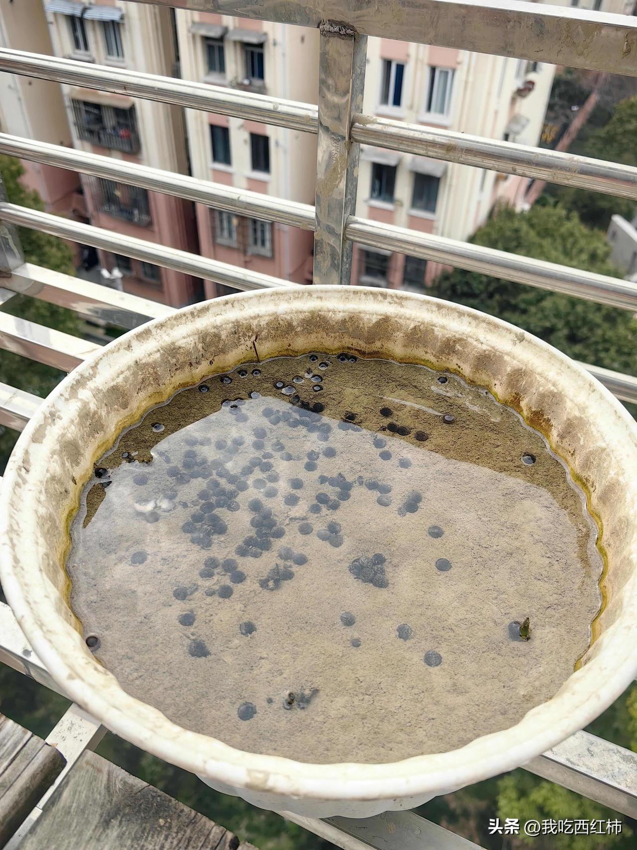 求助广大网友，
我有一盆碗莲在阳台上，
然后这个咕咕鸟每天都来喝水，
还呼朋唤友