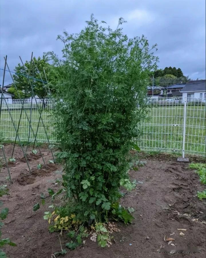 原来香菜树真的存在[看]