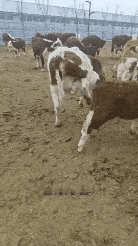 主打一个自产自销，这才是自力更生～[大笑]