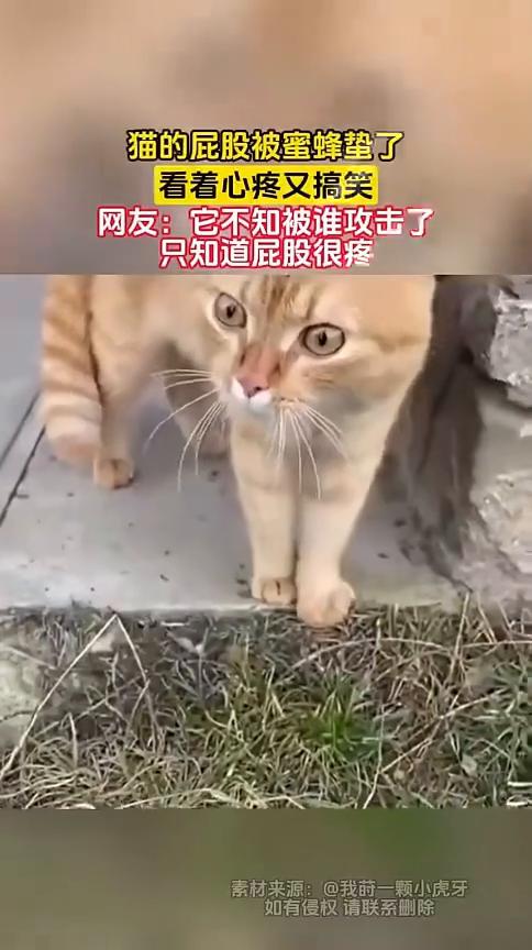 猫的屁股被蜜蜂蛰了，看着心疼又搞笑。
网友：它不知被谁攻击了，只知道屁股很疼。