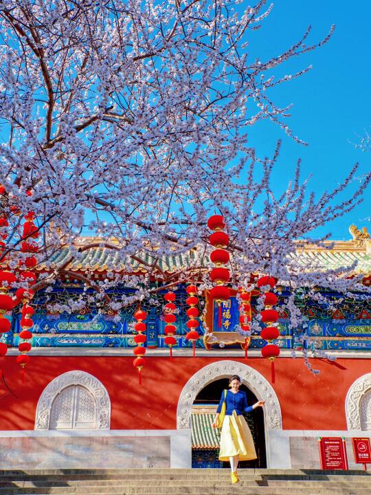 3.13实拍｜北海公园的桃花开啦！附机位🌸