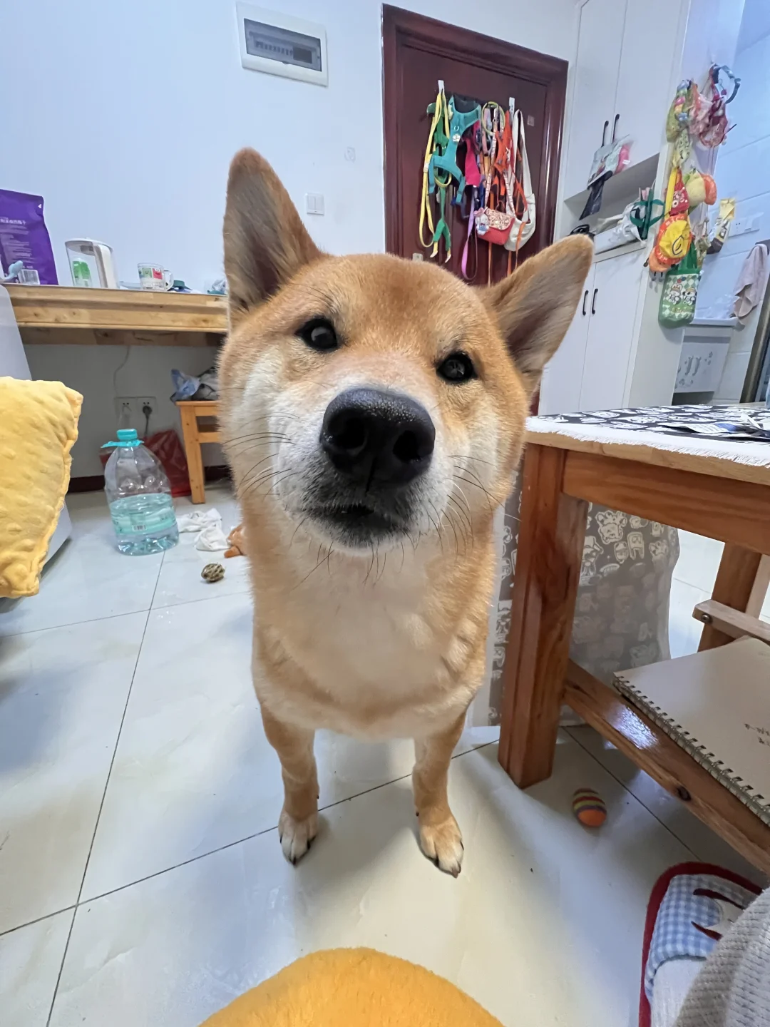 就这样萌萌的看着你👀