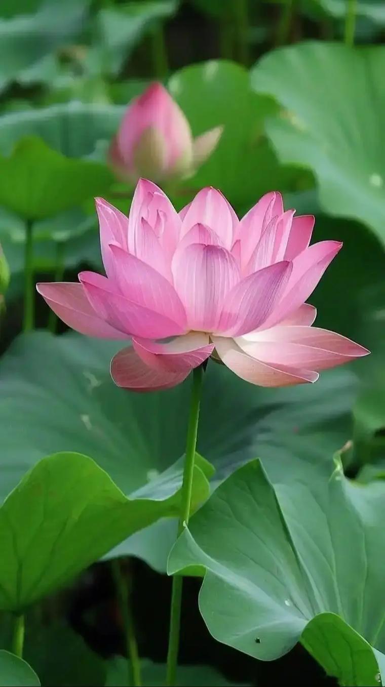 阳光信用 ❤️每日一善 善不可不弘，恶不可不去。 善心人人有，快乐你我他。 善念