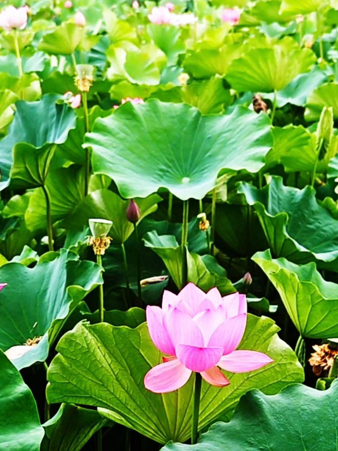 春风杨柳绿丝绦
夏日荷花香满池
春风杨柳绿丝绦