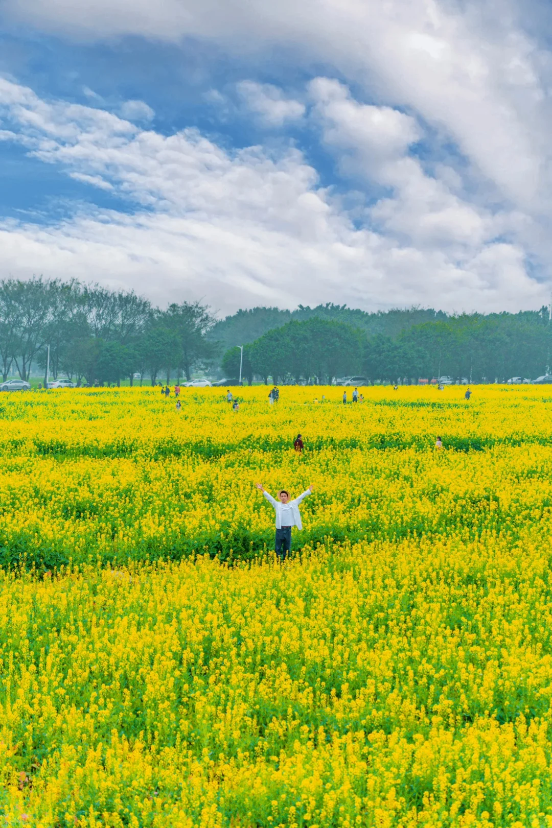春游记-百亩油菜花海🌼人还少。就在白云区！