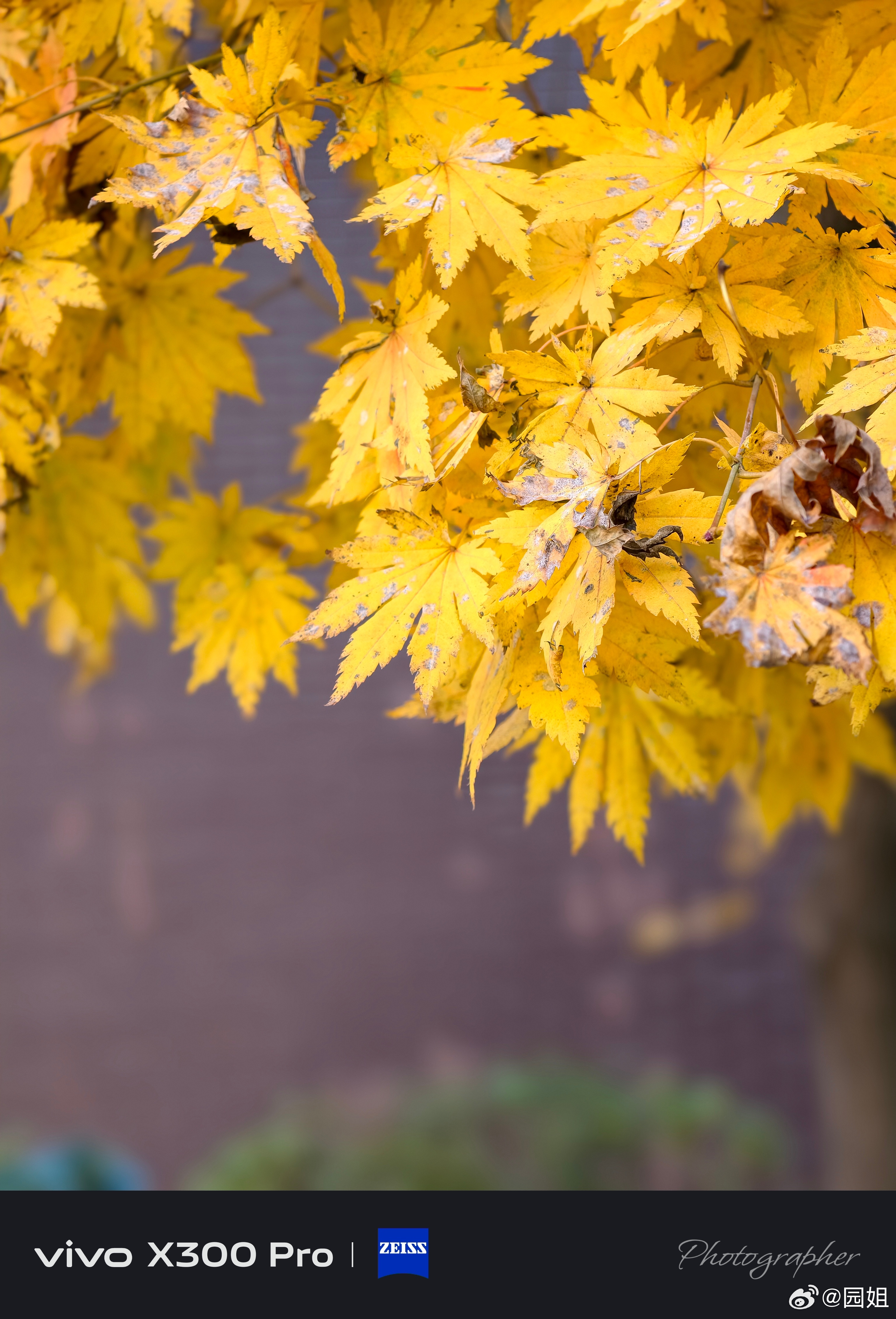 看不了今天树叶了，一场风就全落了，剩下的只有树枝，听起来有点悲伤。 ​​​