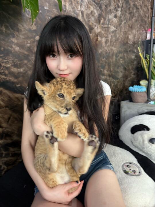 普吉岛的小狮子真的超级可爱