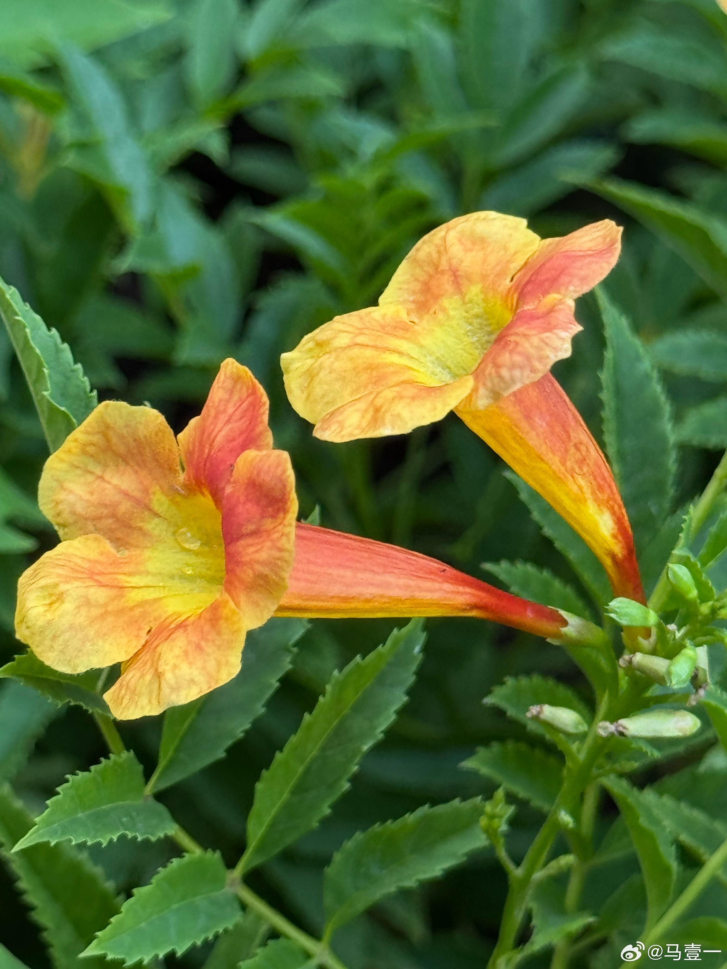 生活里最治愈的瞬间，大概就是有花可赏、有光可追随手拍手机随手拍