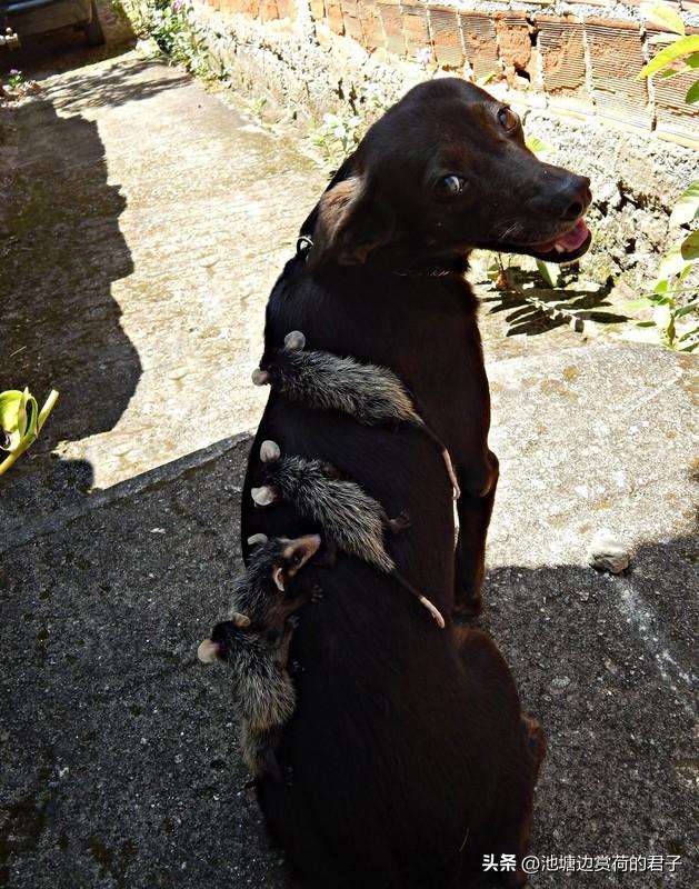 谁来给天上的四只小鼠取个名 最近新华社邀请大家给随神二十一飞赴太空的四只小鼠取名