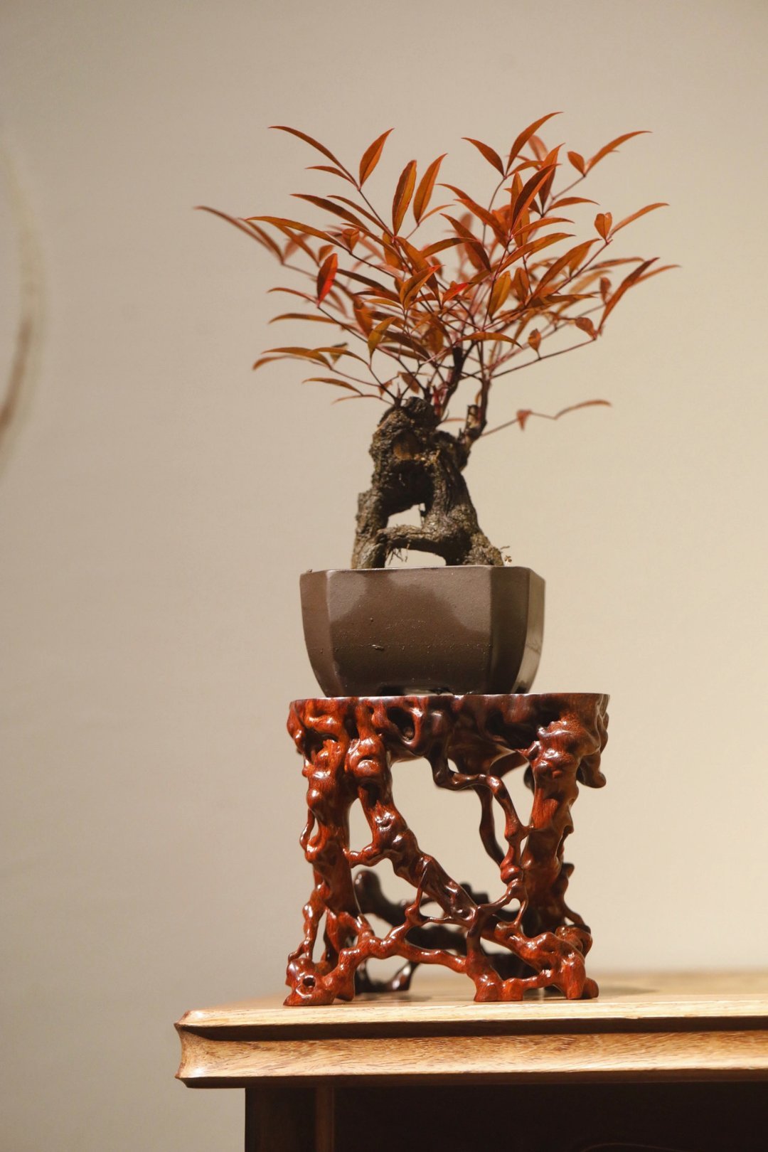 小叶紫檀｜盘根底座·花几整料雕琢，盘根错节如天成，枝蔓虬曲苍劲，纹理致密如锦。镂