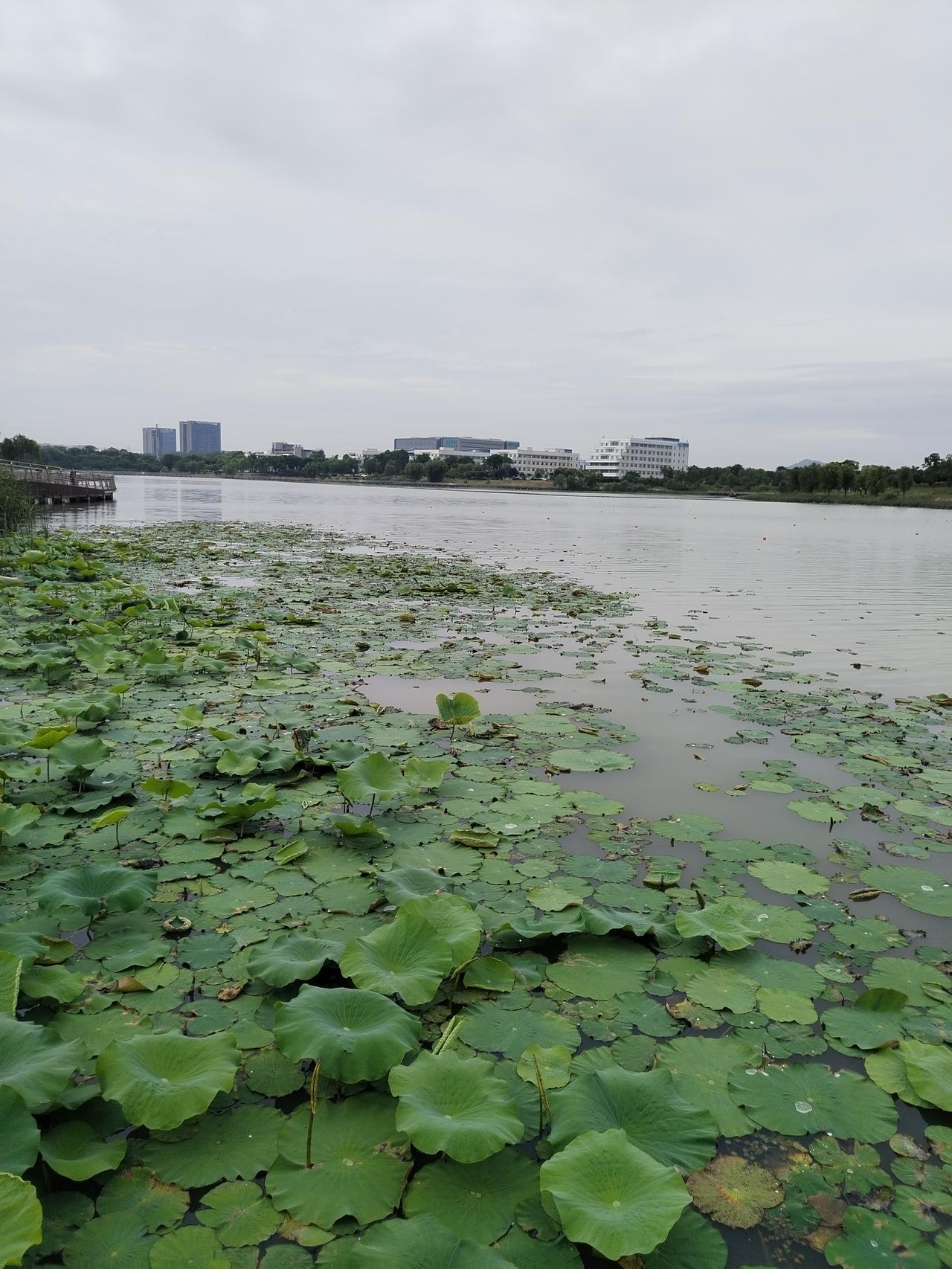 【趣联联趣】
上联：士，令箭生仙骨①
下联：？
【一字千金】
《荷》
钱叶起风波