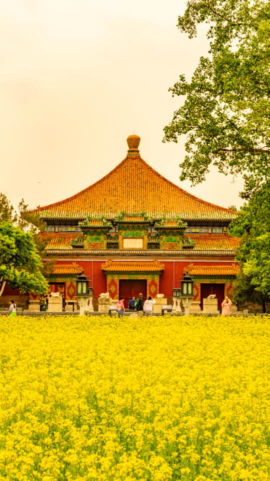 来北海公园看油菜花