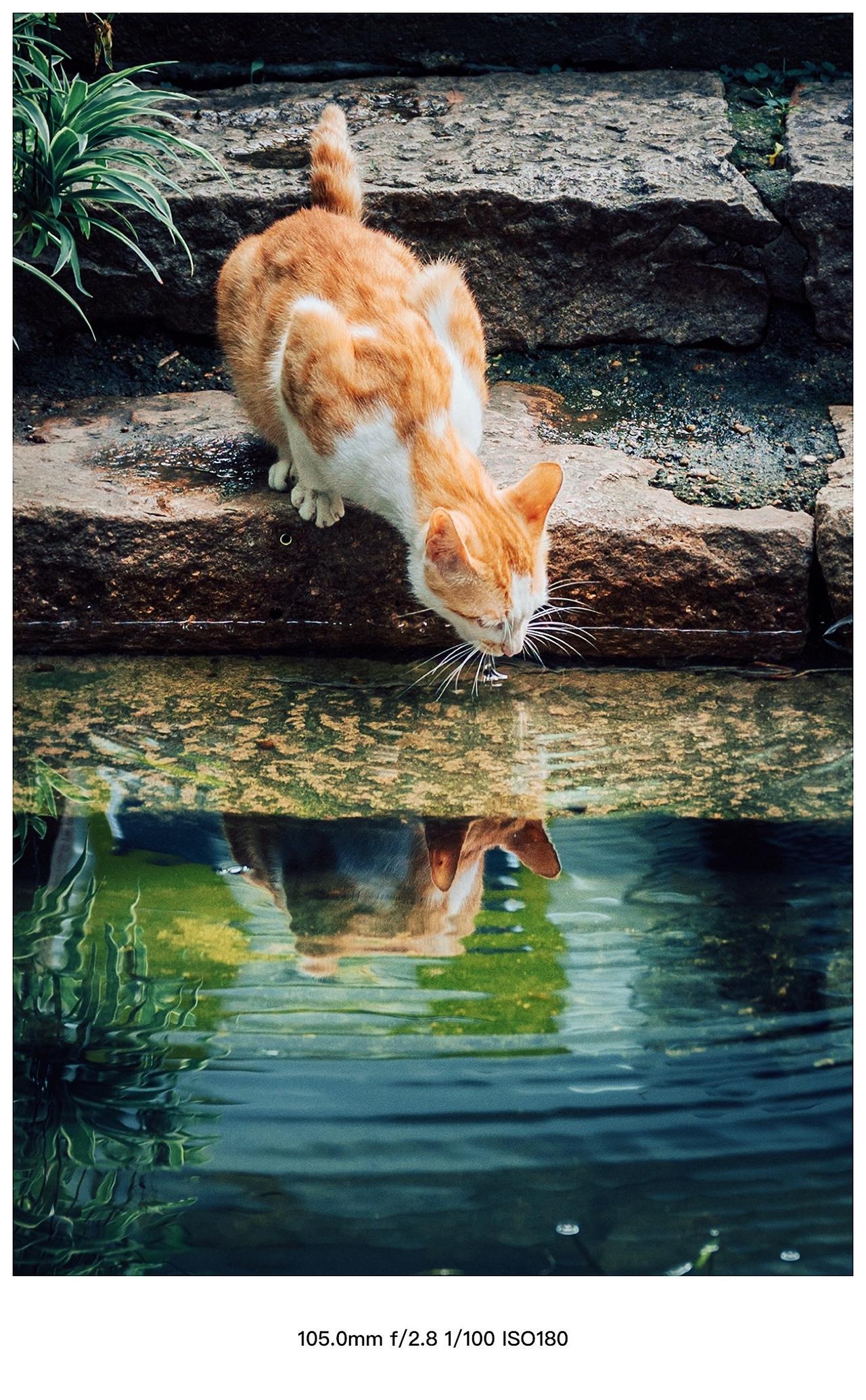 【古镇的猫，把日子过得很慢】在江南古镇，时间好像会放轻脚步。
石阶是湿的，水面是