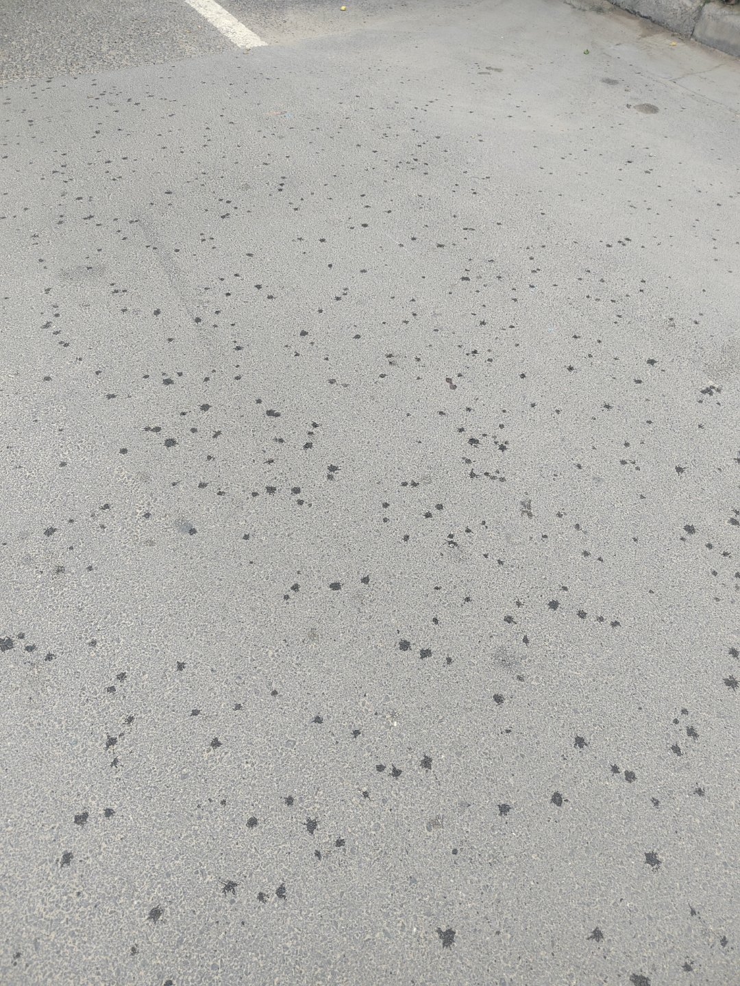 天气神经了又阴又晴的带着人类幼崽出门刚下楼下雨了雨滴还挺大只能转头回家还没走到楼