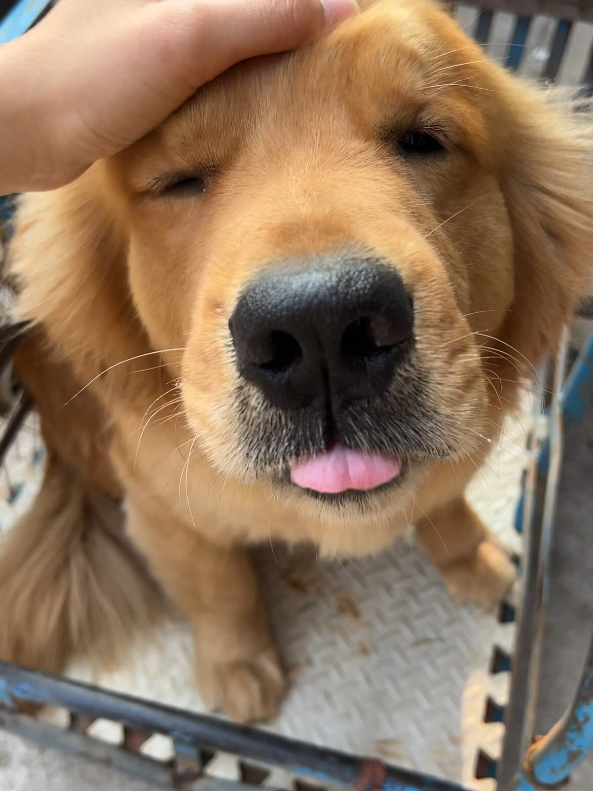 摸摸小狗头，万事不用愁 