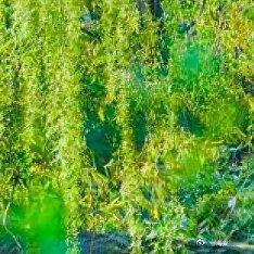 阳光信用阳光信用 每日一善 善良是黑夜的月光，给夜行的人照亮前行的路；善良是寒冬