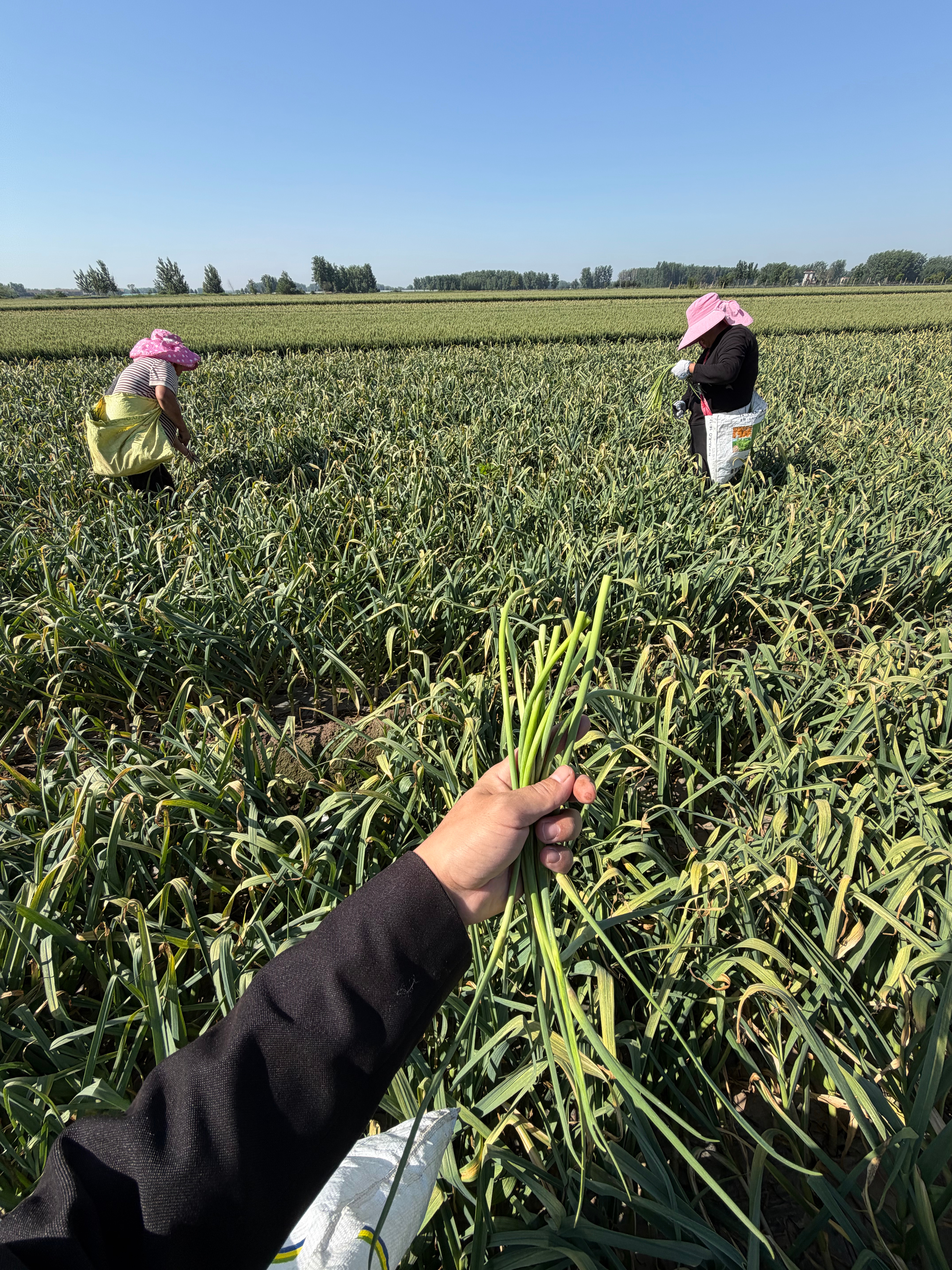 今天目标，在二舅家大蒜地，摘100斤河南笨蒜苔，装行李箱明天回深圳分给同事吃 开